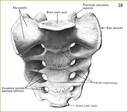 Крестец, os sacrum