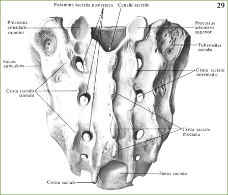 Крестец, os sacrum