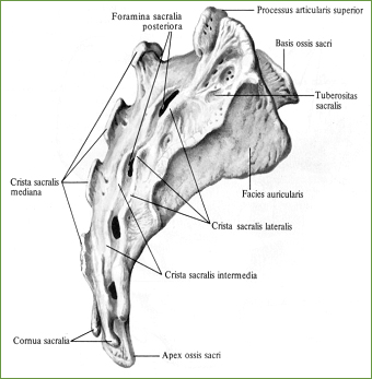 30 Крестец, os sacrum