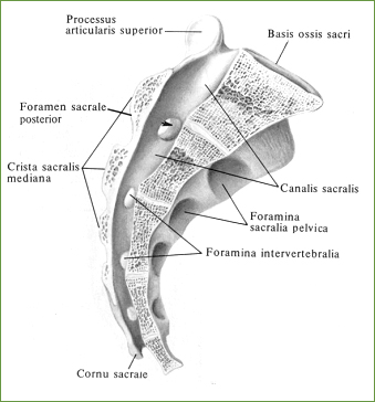 Крестец, os sacrum