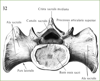 Крестец, os sacrum