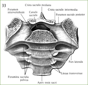 Крестец, os sacrum