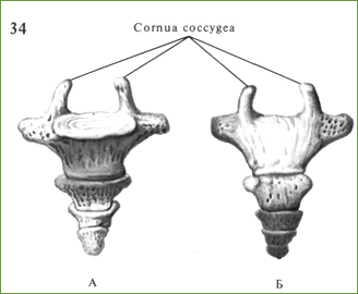 Копчик, os coccygis