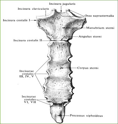 Грудина, sternum