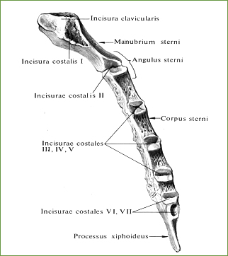 41 Грудина, sternum