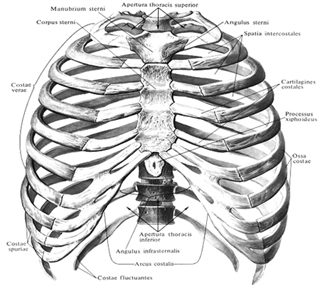 Грудная клетка