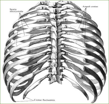 Грудная клетка, compages thoracis