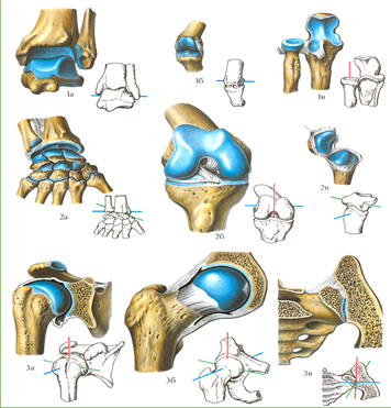 Синовиальные соединения (суставы).