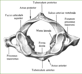 Первый шейный позвонок, атлант, atlas;