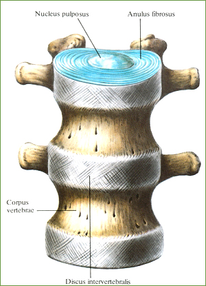 Межпозвоночные диски