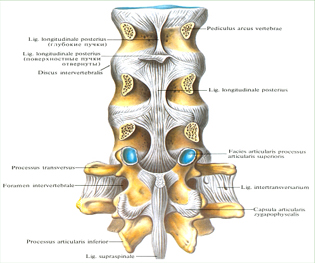 Связки и суставы позвоночного столба