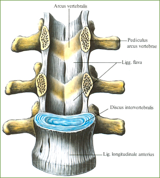 Связки позвоночного столба