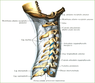 Связки и суставы позвоночного столба