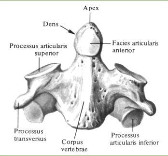 Второй шейный, осевой, позвонок,axis
