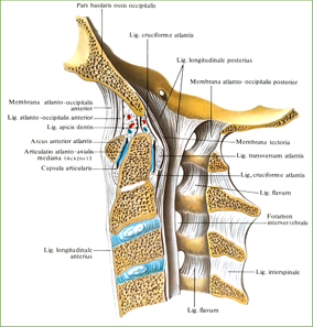 Связки и суставы шейных позвонков и затылочной кости