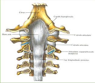 и суставы шейных позвонков и затылочной кости