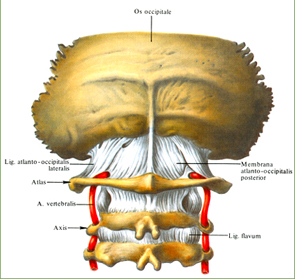 шейных позвонков и затылочной кости