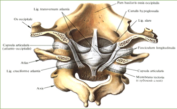 Связки и суставы шейных позвонков и затылочной кости