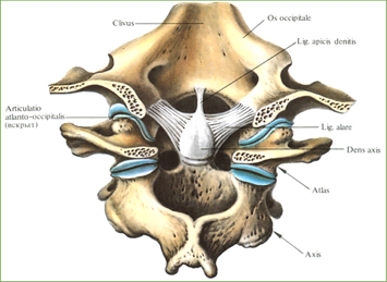Связки и суставы шейных позвонков и затылочной кости