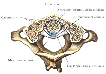 Связки и суставы атланта и осевого позвонка