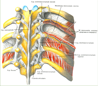 Связки и суставы ребер и позвонков