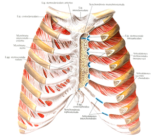 Связки и суставы ребер и грудины
