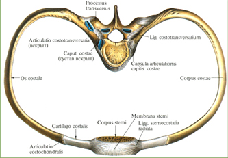 Связки и суставы ребер, позвонков и грудины