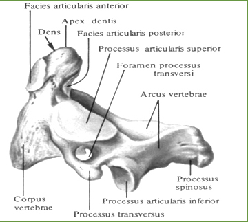 Второй шейный, осевой, позвонок,axis