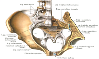 Связки и суставы таза