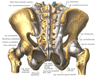 Связки и соединения таза