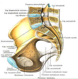 Связки и суставы таза, правая сторона
