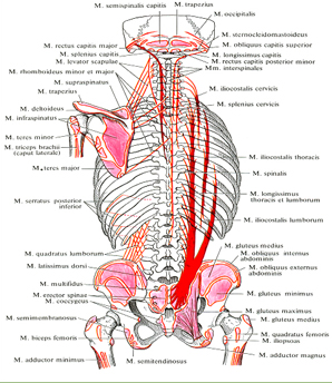 Места начала и прикрепления мышц спины 