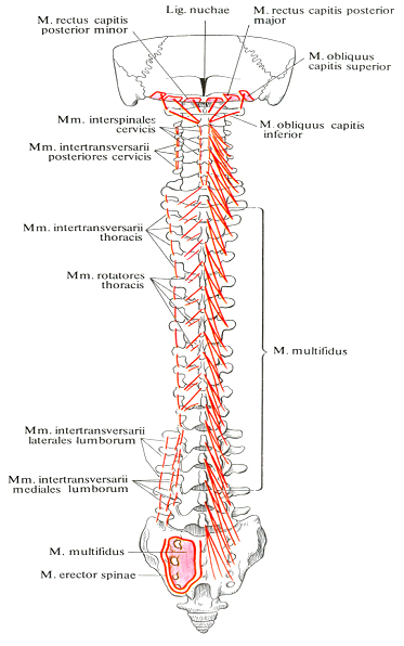 Места начала и прикрепления мышц спины 