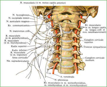 Шейное сплетение, plexus cervicalis (полусхематично)