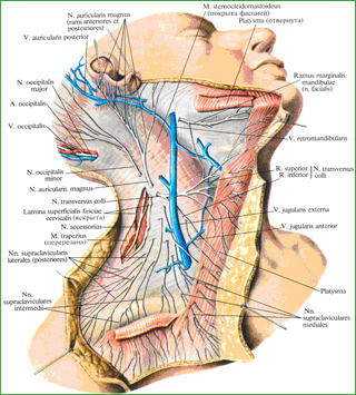 Кожные нервы шейного сплетения, nn. cutanei plexus cervicalis, правого; вид справа