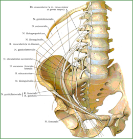 Поясничное сплетение, plexus lumbalis